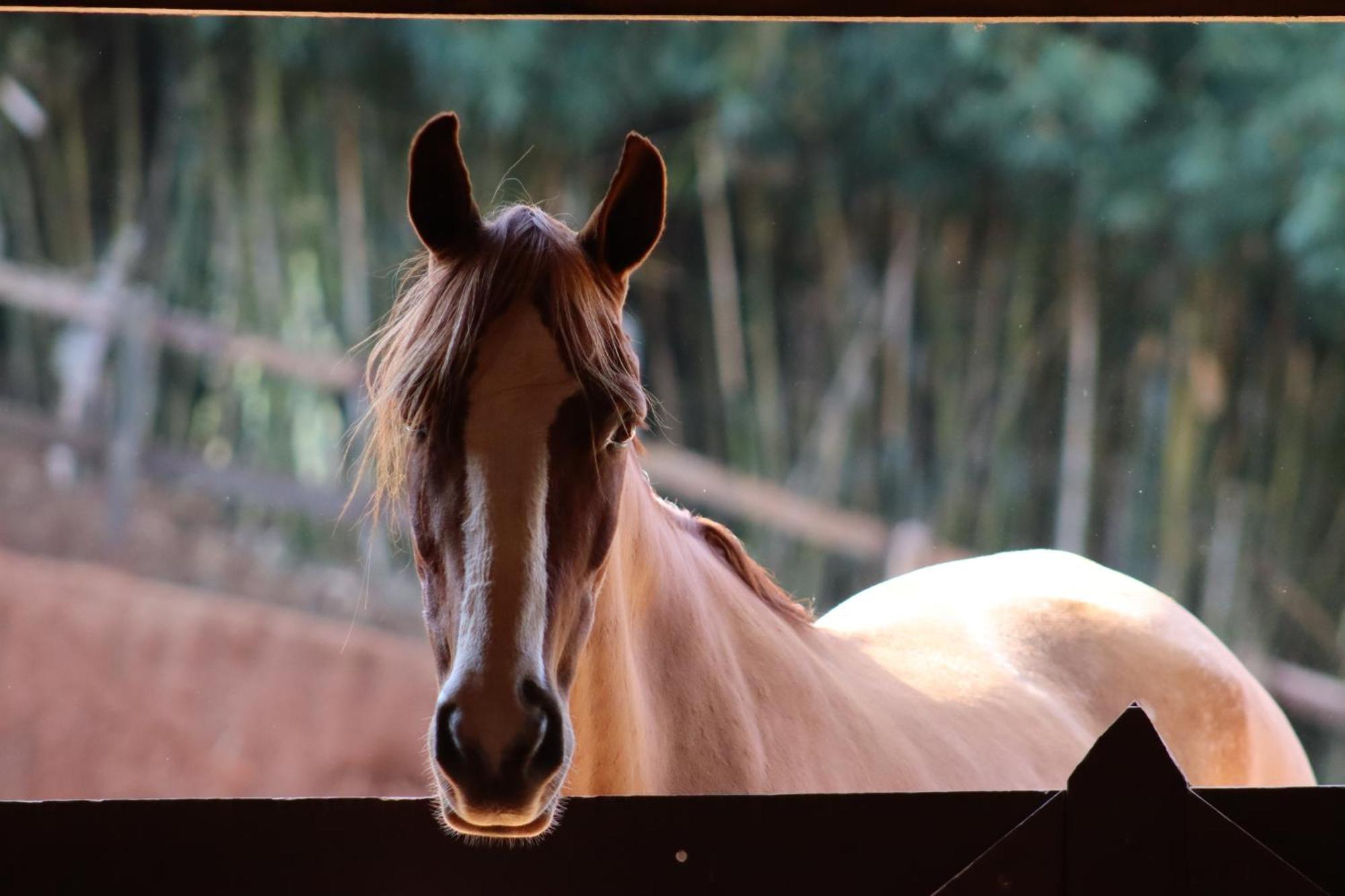 Villa Refúgio Horse Santo Antônio do Pinhal Habitación foto